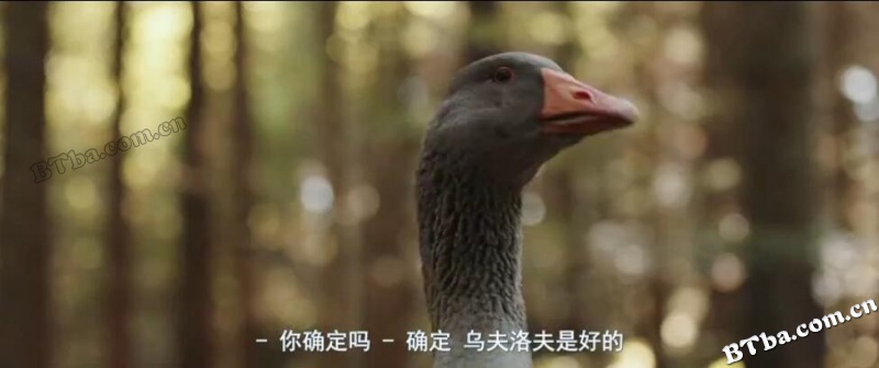 鹅小子/Gooseboy