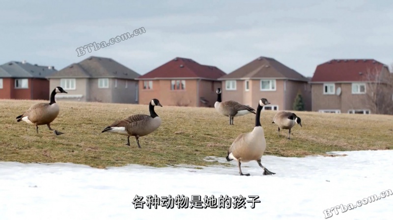 北美乡村爱情