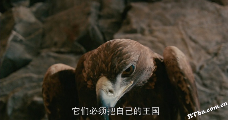 追鹰日记/Brothers of the Wind