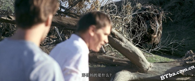 野猪/Wild boar/Sus scrofa