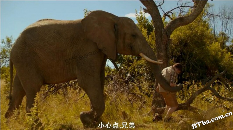 大象之旅/菲尼克斯韦尔德和巨象历险记/Phoenix Wilder and the Great Elephant Adventure