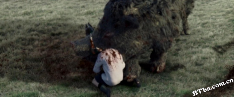 野猪/Wild boar/Sus scrofa