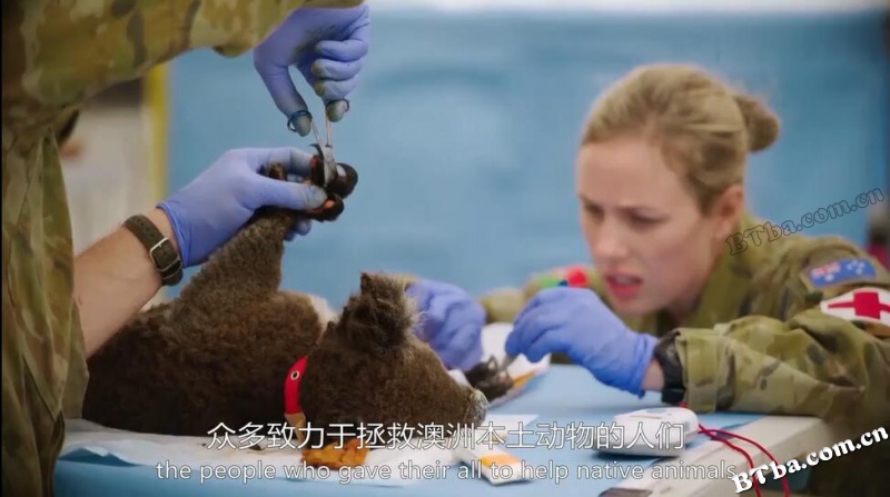 大火后的重生：考拉救援/Koala Rescue