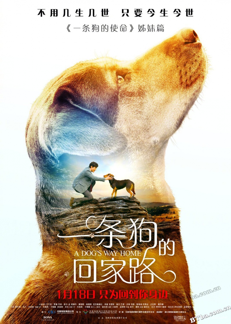 一条狗的回家路/A Dog's Way Home