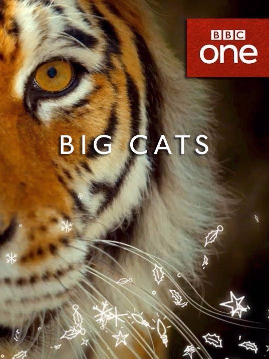 大猫/Big Cats