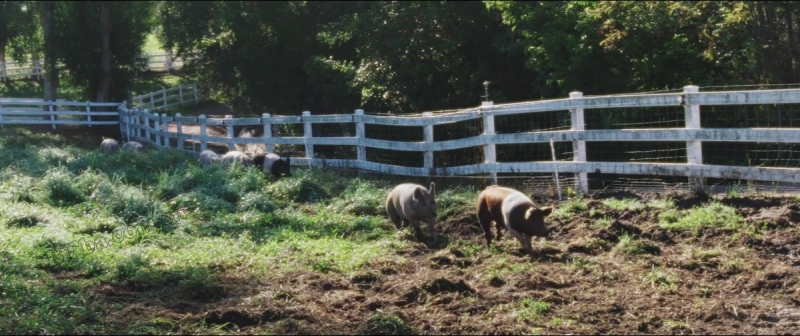 最大的小小农场/我家有个开心农场(台)/The Biggest Little Farm