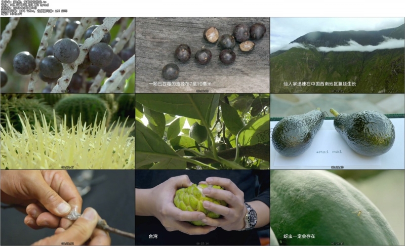 水果传 第二季