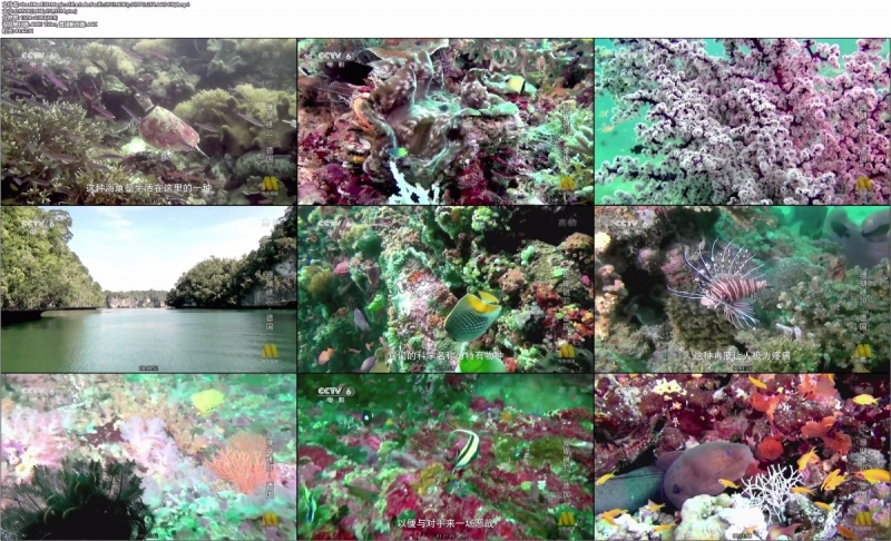 珊瑚礁/Coral Reef 3D: Magic of the Indo Pacific