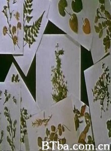 关于一朵花的歌/Song About a Flower-720p|1080p高清bt种子下载