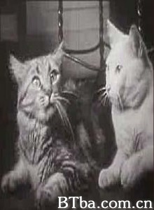 猫的私生活/一只猫的幸福生活-720p|1080p高清bt种子下载
