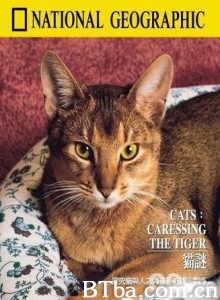 猫谜 猫谜-720p|1080p高清bt种子下载