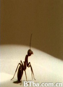 蚂蚁-720p|1080p高清bt种子下载