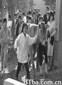 另一种教育/Lessons from a Calf-720p|1080p高清bt种子下载