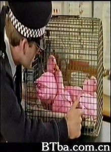 DuckPatrol-720p|1080p高清bt种子下载