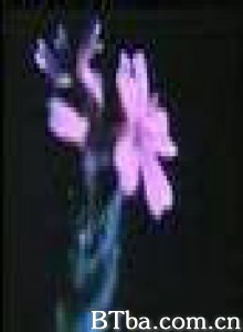 GlimpseoftheGarden-720p|1080p高清bt种子下载