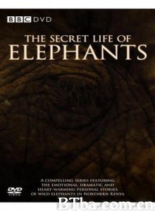 BBC-大象的别样世界/大象的秘密生活-720p|1080p高清bt种子下载