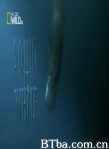 国家地理巨鱿对战抹香鲸（全1集）-720p|1080p高清bt种子下载
