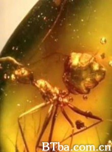 琥珀:时光机器 琥珀:时光机器-720p|1080p高清bt种子下载