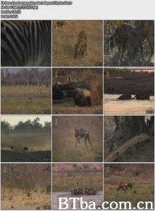 国家地理：掠食动物战场-720p|1080p高清bt种子下载