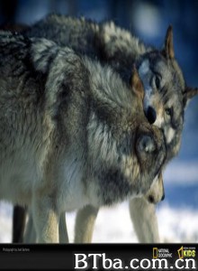 狼之谷/Vally of the Wolves 狼之谷/Vally of the Wolves-720p|1080p高清bt种子下载