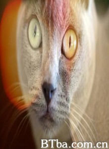 Catnip:EgresstoOblivion?-720p|1080p高清bt种子下载