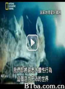 国家地理WildSex/動物知性-720p|1080p高清bt种子下载
