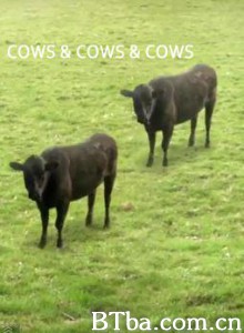 Cows&amp;Cows&amp;Cows-720p|1080p高清bt种子下载