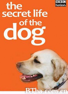 地平线系列：狗狗秘闻/人狗万事通(台)/Horizon: The Secret Life of the Dog-720p|1080p高清bt种子下载
