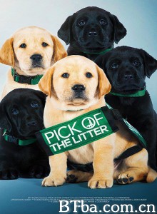 崽之抉择/Pick of the Litter 崽之抉择/Pick of the Litter-720p|1080p高清bt种子下载