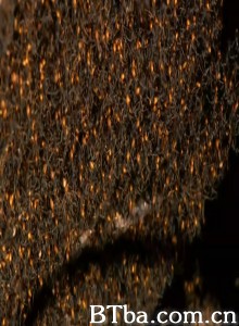虫霸天下/World's Biggest and Baddest Bugs‎-720p|1080p高清bt种子下载