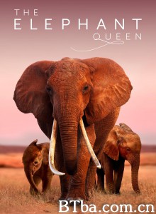 大象女王/The Elephant Queen 大象女王/The Elephant Queen-720p|1080p高清bt种子下载