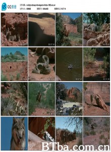 狼的传说/The Legend of Lobo‎-720p|1080p高清bt种子下载