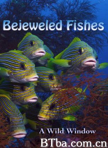Wild Window: Bejeweled Fishes‎-720p|1080p高清bt种子下载