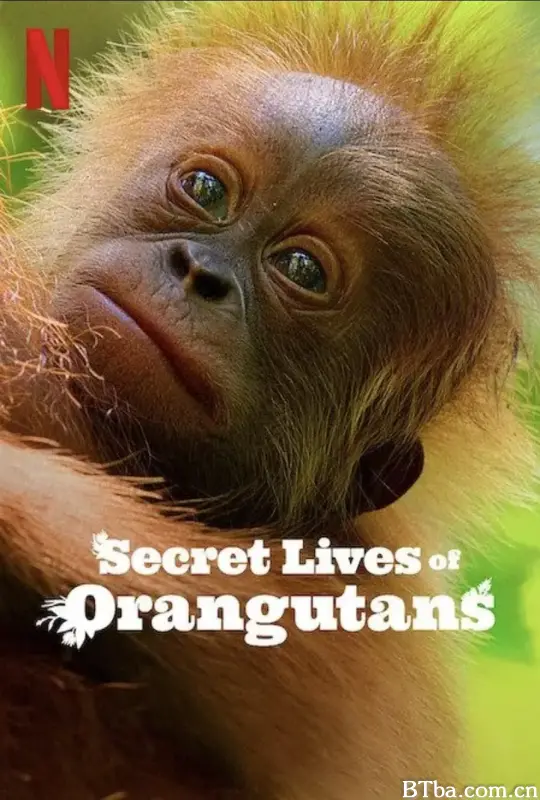 红毛猩猩的秘密生活/Secret Lives of Orangutans