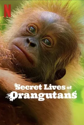 红毛猩猩的秘密生活/Secret Lives of Orangutans