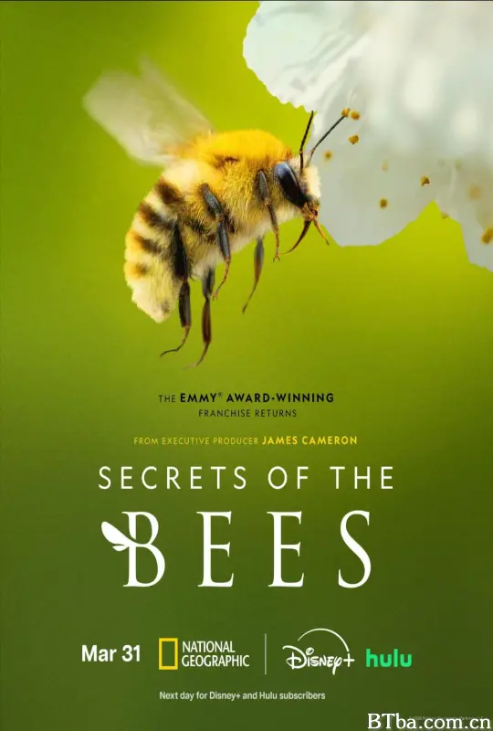 蜜蜂的秘密/Secrets of the Bees-720p|1080p高清bt种子下载