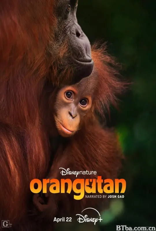 红毛猩猩/红猩猩/Orangutan